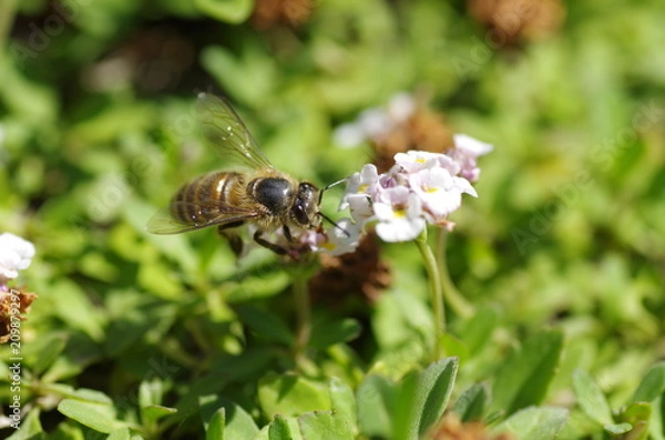 Fototapeta Honey bee and lippia flowers