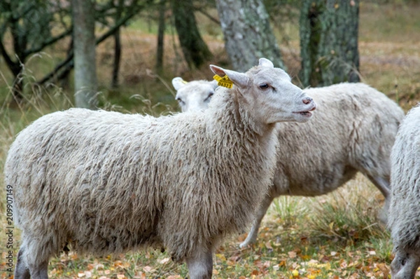 Fototapeta Sheep