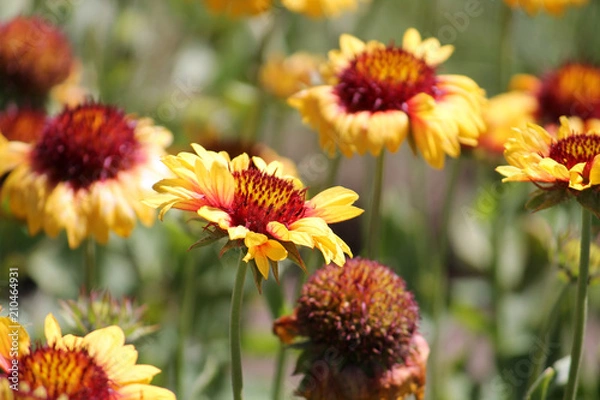 Fototapeta Yellow flowers of Gaillardia or blanketflower in garden