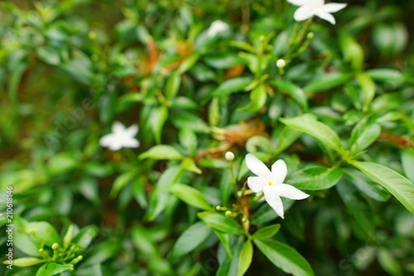 Fototapeta Soft Focus of flowers on blurred branch and leave background (Cape Jasmine, Cape Gardenia), Space for text in template. Bokeh, Natural green background. Ecological Concept.