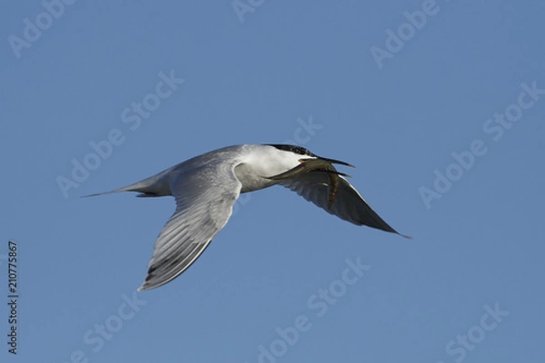 Fototapeta Sandwich tern (Thalasseus sandvicensis)