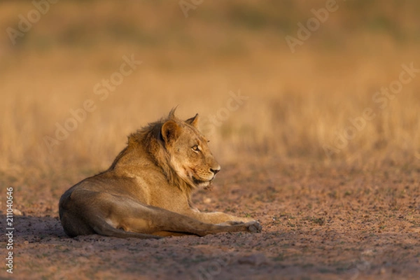 Fototapeta Young Male Lion