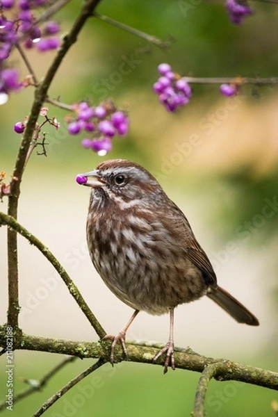 Fototapeta Bird and Berry