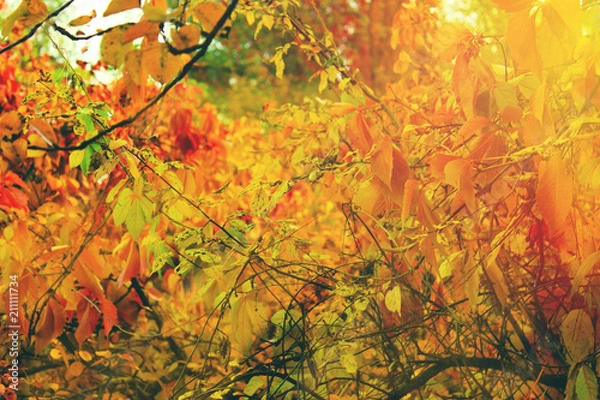 Fototapeta Autumn colorful bright trees  background. Bright leaves, copy space