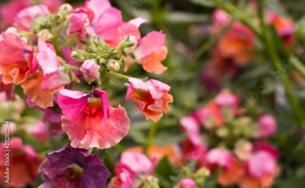 Obraz Pink Flower Macro Background