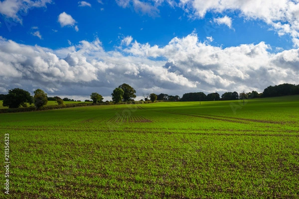 Fototapeta Green farm field at sunny day in United Kingdom