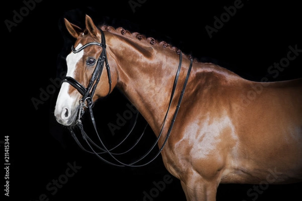 Fototapeta Horse black background