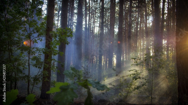 Fototapeta Smoke in the woods, the rays of the sun illuminate the smoke