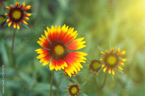 Fototapeta Beautiful bright  flower helenium on  blooming green meadow