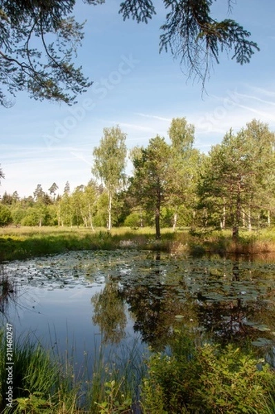 Fototapeta Moorlandschaft