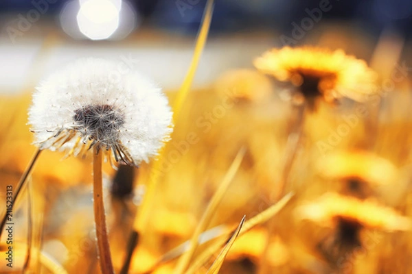 Fototapeta Autumn nature. Leaves and bushes with the yellow leaves in the p