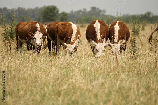 Obraz Group of cows in argentina on a field 