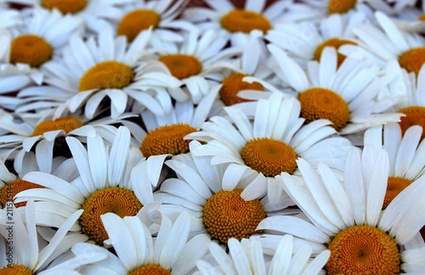 Fototapeta large field chamomile flower bouquet