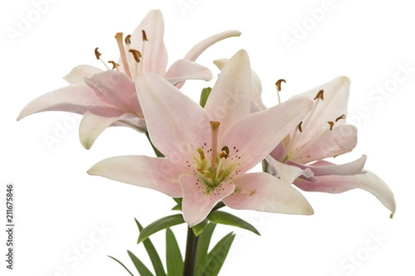 Fototapeta Flower of pink lily, isolated on white background