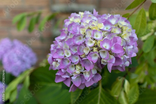 Fototapeta Hydrangea