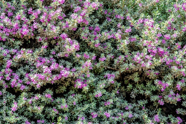 Fototapeta flower, purple, nature, plant, flowers, garden, green