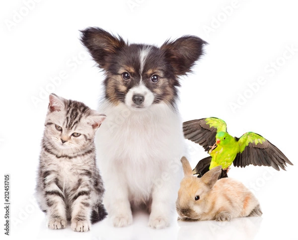 Fototapeta Group of pets together in front view. isolated on white background