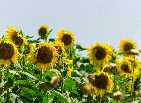 Fototapeta closeup on the flowers of a sunflower on a field full of flowers