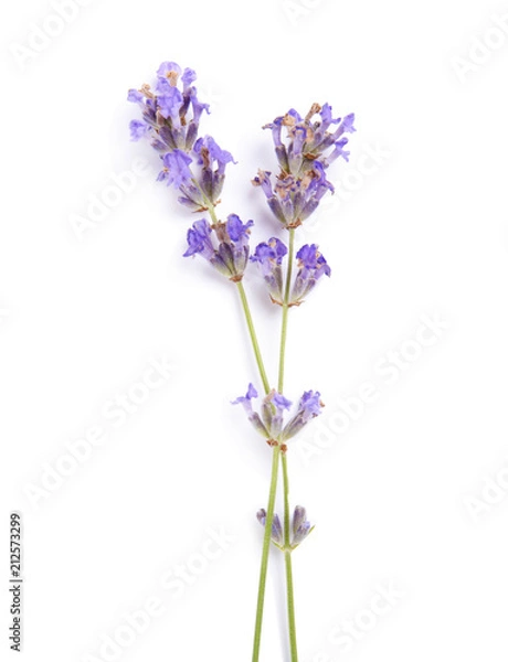 Fototapeta Beautiful blooming lavender flowers on white background