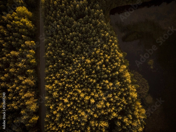 Fototapeta Road in forest at autumn, top down drone view