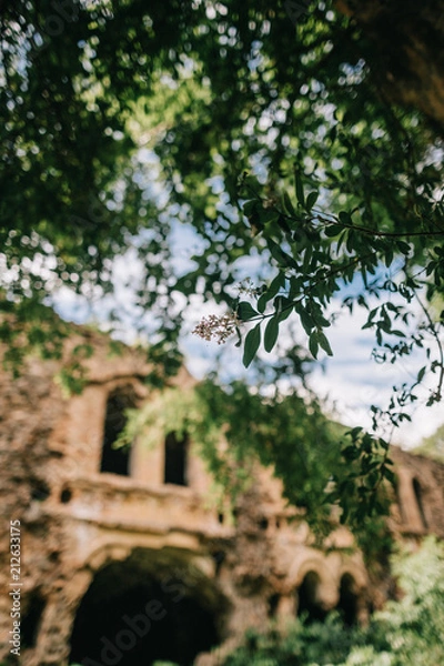 Fototapeta green acacia leaves branch brick military fort