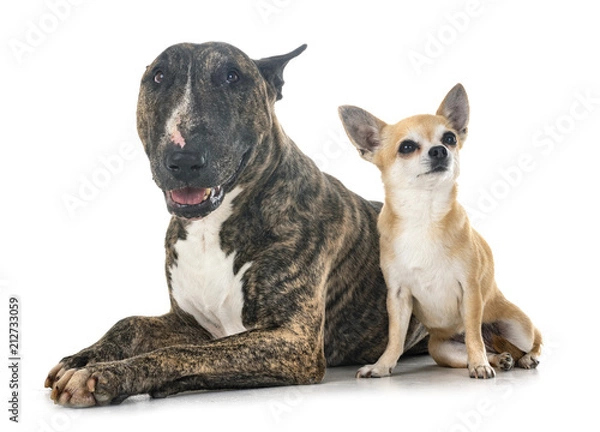 Obraz bull terrier and chihuahua