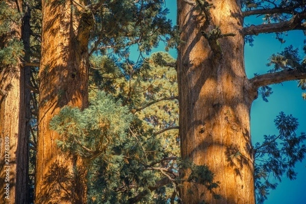 Fototapeta California Giant Sequoias