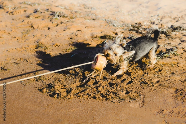 Fototapeta Funny dog is playing on a sandy beach at sunset. The concept of caring for pets, outdoor games, recreation and travel with pets.