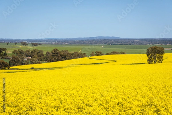 Fototapeta Wide view of canola field in the Barossa Valley, South Australia.