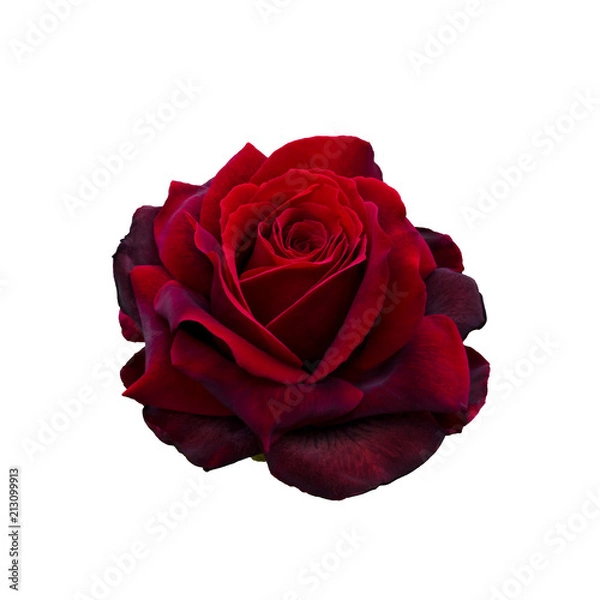 Fototapeta Dark red rose