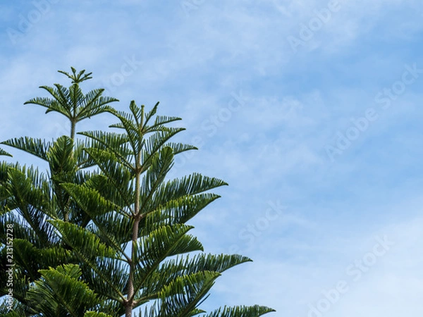 Fototapeta Tree and blue sky with clouds, tree top against blue sky