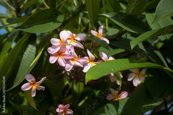 Fototapeta Blooming tropical flower