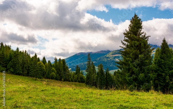 Fototapeta spruce forest on a grassy meadow. lovely summer scenery