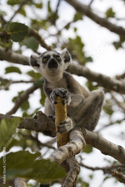 Fototapeta Ring-tailed Lemur (Lemur Catta) Portrait