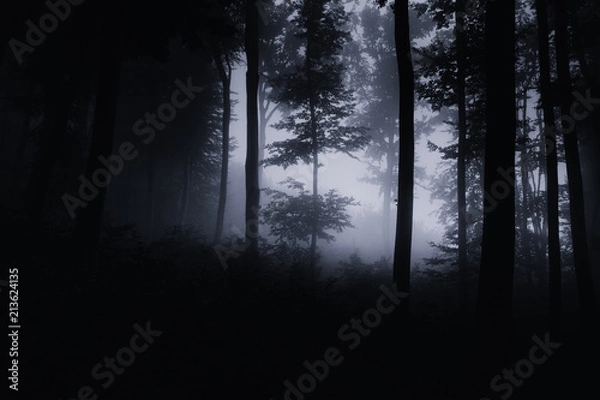 Fototapeta dark night forest background