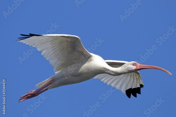 Fototapeta american white ibis, eudocimus albus