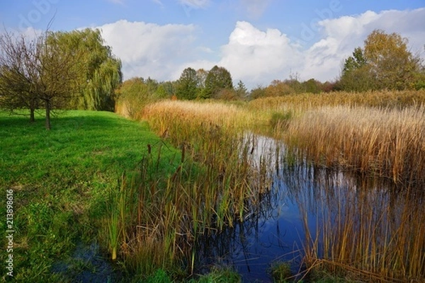 Fototapeta Beautiful autumn landscape - small pond in the autumn park - Autumn pond   in a cloudy, foggy day -  autumn in park
