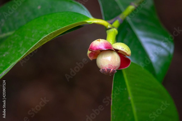 Fototapeta Young mangosteen is not eaten yet.