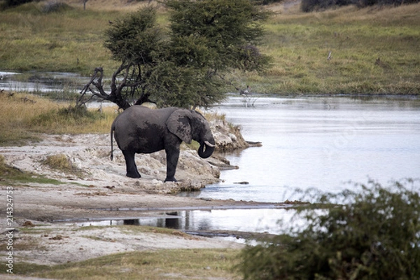 Fototapeta African elephant, Loxodonta a.africana, in Boteti river, Makgadikgadi National Park, Botswana