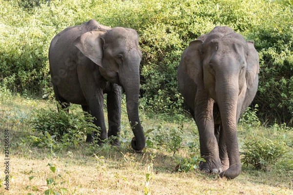 Fototapeta Asian elephant