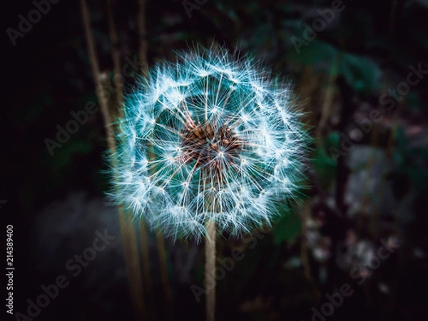 Fototapeta dandelion in the dark garden