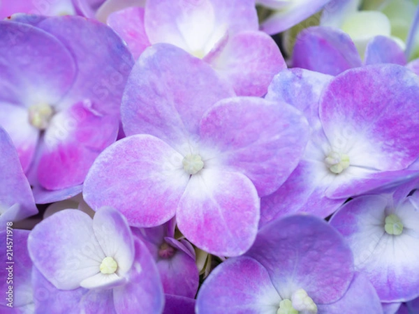 Obraz Close up Hydrangea flower