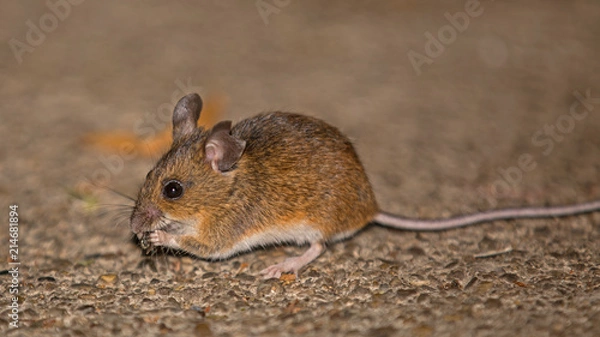 Fototapeta Maus beim fressen