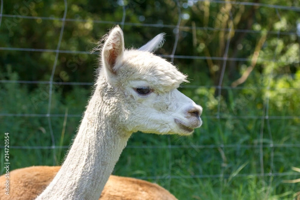 Fototapeta ein weiße Alpaka auf einer naturbelassenen Wiese