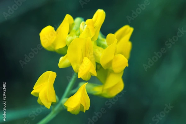 Fototapeta Yellow flower