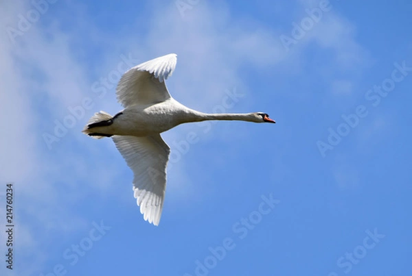 Fototapeta Flying swan circling over the lake, background sky with clouds.