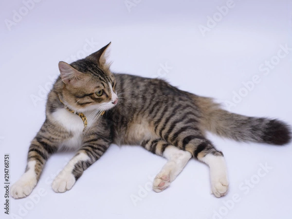 Fototapeta cat isolated on white background