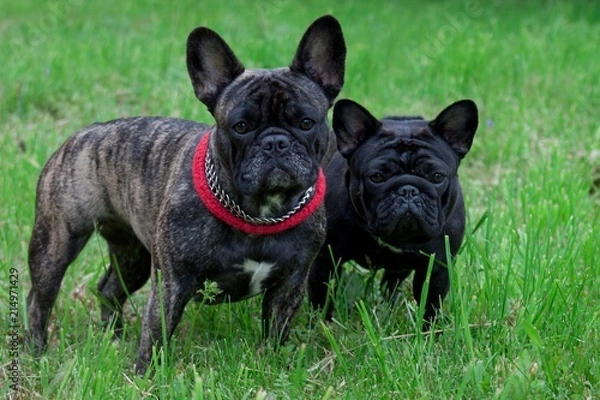 Fototapeta Two cute french bulldogs is looking at the camera. Pet animals.