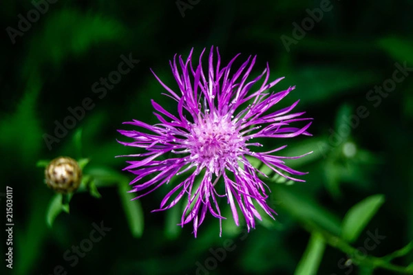 Fototapeta Purple Flower