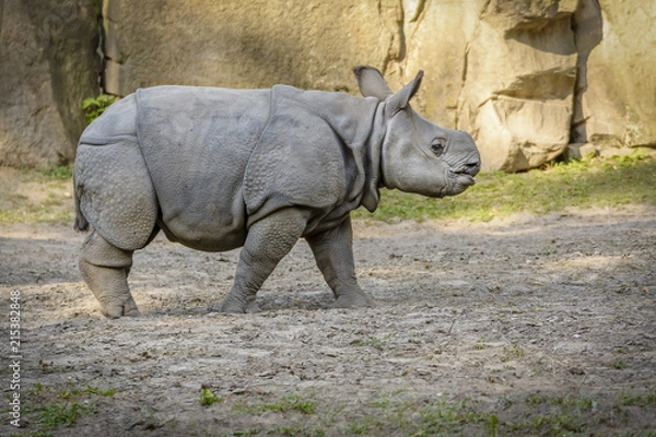 Fototapeta Puppy Rhinoceros Walk